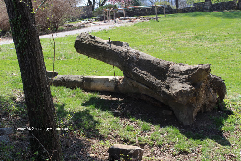 Judgement Tree, Daniel Boone, Defiance, Missouri, phot, Nathan Boone Home