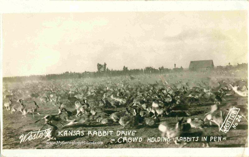 Kansas Rabbit Drive vintage postcard, historic photo, Depression, Dust Bowl