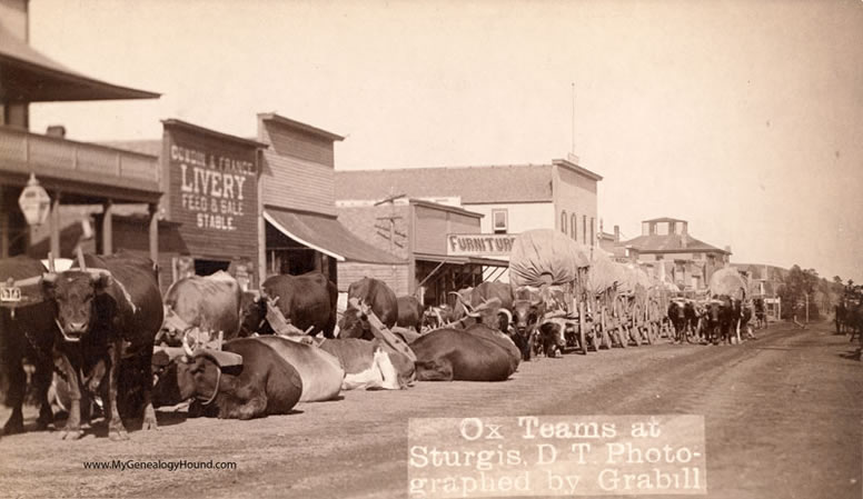 Sturgis, Dakota Territory, Ox Teams and Covered Wagons on Street, 1887-1889, historic photo
