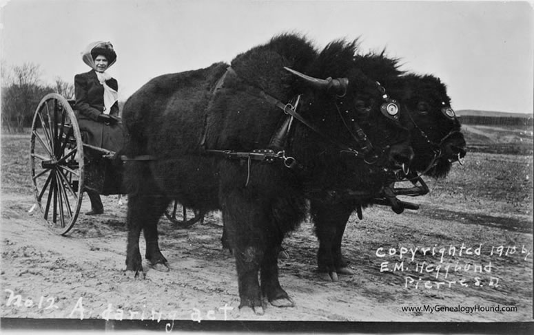 Pierre, South Dakota, A Daring Act, Team of Bison, Buffalo, historic photo
