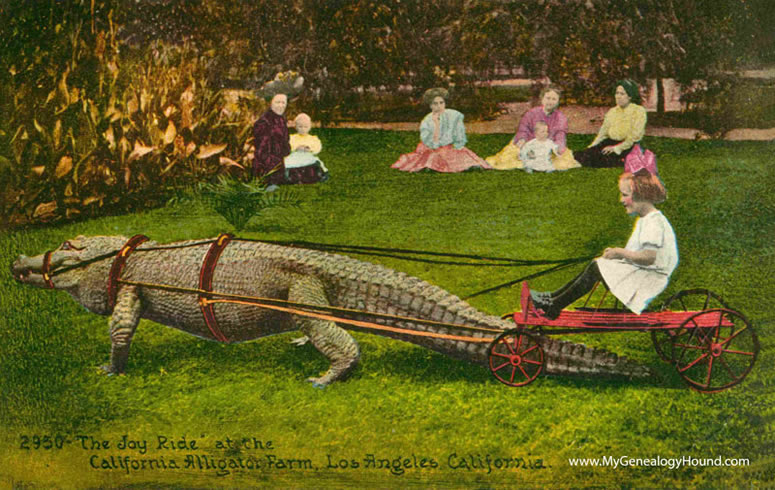 Los Angeles, California Joy Ride at the California Alligator Farm vintage postcard, historic photo