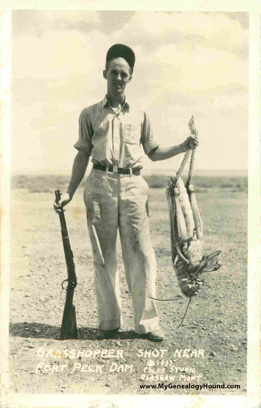 Exaggeration Grasshopper Shot Near Fort Peck Dam vintage postcard, historic photo